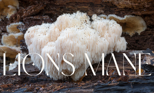 Lions Mane